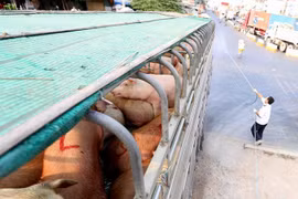 Southern localities on alert for African swine fever