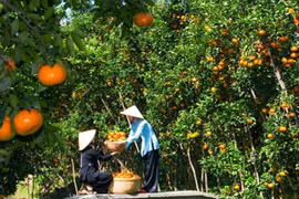 Vinh Long: unique tourism products key to attract visitors 