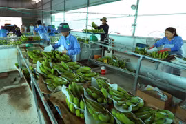 Vietnam’s agricultural products facing barriers to enter Chinese market
