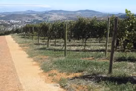 South African company to export fresh grape to Vietnam