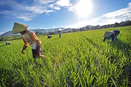 Indonesia works to improve rice irrigation 