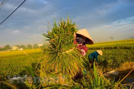 Thailand to hold national rice convention in late May