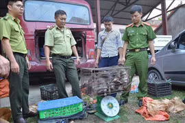 Dien Bien police seize large amount of trafficked wildlife animals