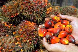 Jakarta supermarkets told to remove palm oil-free products