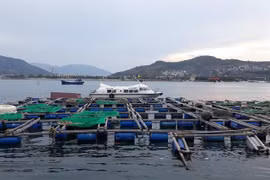 Nha Trang sets up zone for cage aquaculture