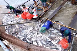 Vietnam in urgent need of brands for tra fish