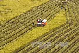 Agricultural sector gains trade surplus of 8.8 bln USD in 11 months