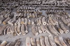 Singapore to ban sale of elephant ivory from 2021