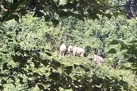 Quang Nam protects wild elephants