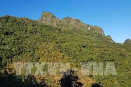 Vietnam home to nearly 14.5 million ha of forest