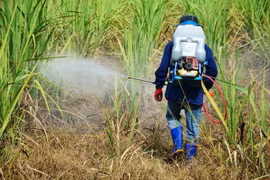 Pesticide products with chlorpyrifos-ethyl, fipronil banned in Vietnam