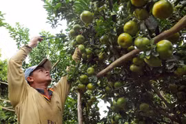 Mekong Delta needs to be innovative to overcome climate change