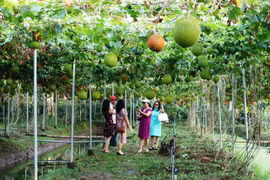 Agri-tourism attracts more visitors to Mekong Delta