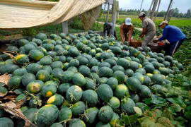 Vietnam’s watermelons face tougher regulations from China