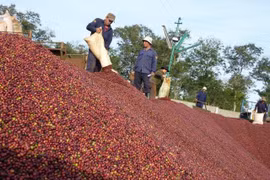Vietnam’s coffee exports plummet in eight months