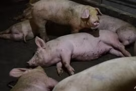 Philippines culls over 7,400 pigs over African swine fever outbreak