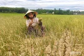 Drought destroys crops in central Nghe An province