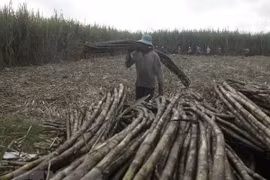 Rising treat for sugar producers after ATIGA