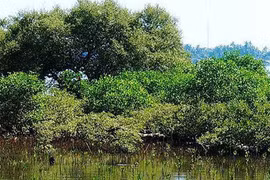 Green Climate Fund helps Quang Nam adapt to climate change