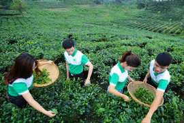 Enterprises see sustainable development goals as key to growth