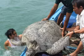 Con Dao National Park – nesting haven for sea turtles