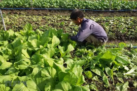 Vietnam promotes organic agricultural production 