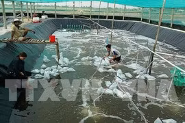 Master plan needed to develop shrimp farming 
