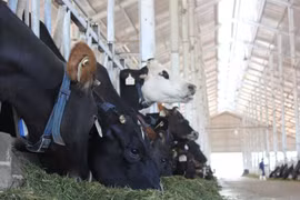 Local dairy industry faces foreign pressure