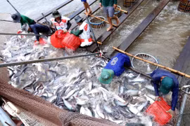 US raises anti-dumping tariffs on Vietnamese tra fish