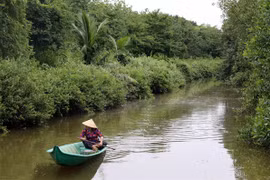 Kien Giang province recovers protective forests