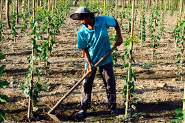 Ninh Thuan province to switch to new crops in 2019