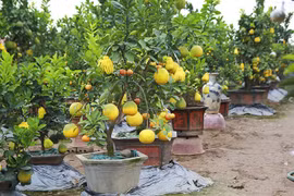 Five-fruit trees, plants shaped like rats popular for Tet