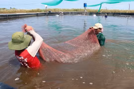 Kien Giang’s district expands two-stage industrial shrimp farming