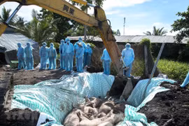PM requests stepping up fight against African swine fever 