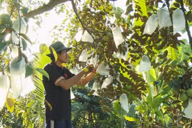Star apple shipment to US to increase threefolds 