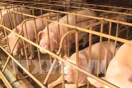 African swine fever breaks out in 60 provinces, cities
