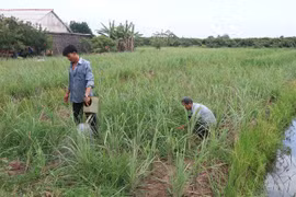 Lemongrass price rise benefits farmers in Mekong Delta district
