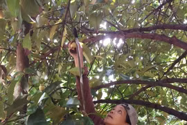Farmers in Binh Duong see bumper mangosteen harvest