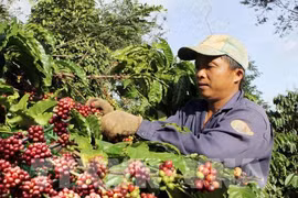 Free coffee for visitors at Buon Ma Thuot coffee festival