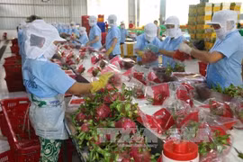 Vietnam, India seek ways to remove obstacles to trade ties 