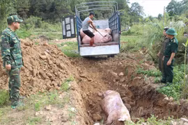 PM requests measures to control African swine fever 