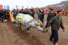 Painting contest held for buffaloes joining ploughing festival in Ha Nam