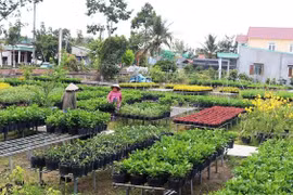 Mekong Delta agriculture adapts to climate change