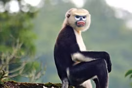 Ha Giang makes progress in Tonkin snub-nosed monkey conservation
