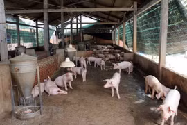 FAO, OIE support Vietnam in tackling African swine fever outbreaks
