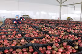 Central Highlands’ largest fruit, vegetable processing centre opened
