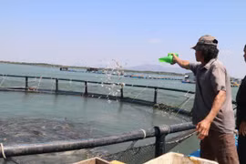 Time to tap ocean aquaculture potential: experts