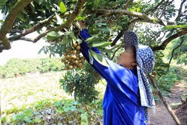 Geographical indications should be effectively exploited