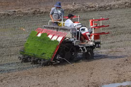 Mekong Delta embraces smart rice farming