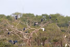 Valuable birds migrate to Bac Lieu province